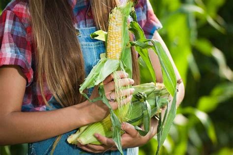 Growing Sweet Corn Beginners Guide Planting Successfully