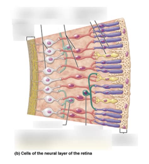 Cells Of Retina Diagram Quizlet