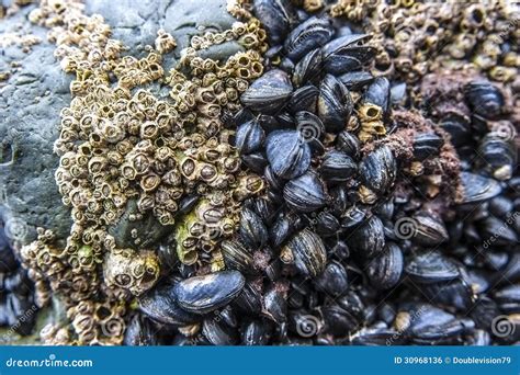 Sea Barnacles And Mussels Stock Photo Image Of Tidal 30968136