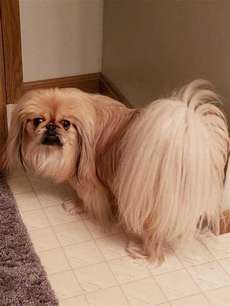 Pekingese Tail