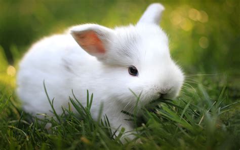 Bunny In Spring Wallpapers - Wallpaper Cave