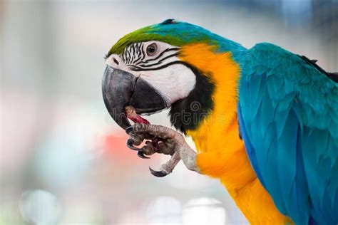 Macaw eating fruit stock image. Image of macaw, eating - 22538533