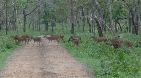 The Bhagwan Mahavir Wildlife Sanctuary Is In The Goan Town Of Mollem