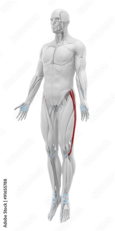 Iliotibial tract - Muscles anatomy map Stock Illustration | Adobe Stock