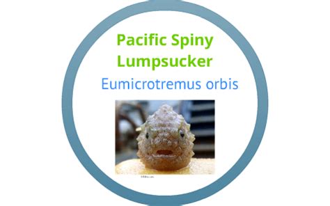 Pacific Spiny Lumpsucker By Chelsea Brown On Prezi