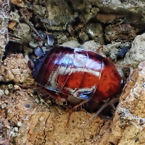 Parcoblatta Americana Western Wood Cockroach Things Of The