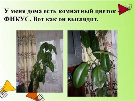 Комнатное растение - фикус - презентация онлайн