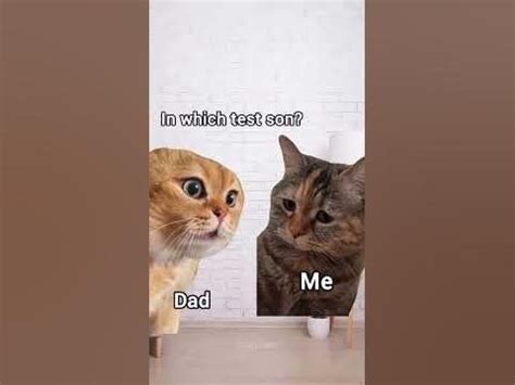 Talking Cat 🥳#memes : r/youtube