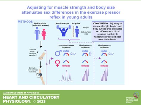 Adjusting For Muscle Strength And Body Size Attenuates Sex Differences