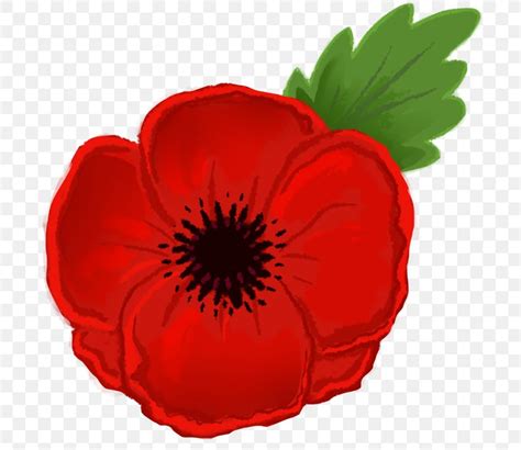 Remembrance Poppy Drawing Flower Clip Art, PNG, 709x711px, Poppy ...