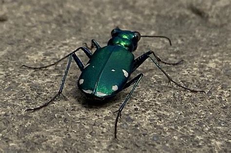 Six Spotted Tiger Beetle Cicindela Sexguttata Bugguide Net