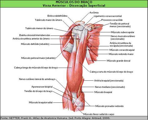 Região Posterior Do Braço RETOEDU