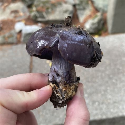 Common Gilled Mushrooms And Allies From St St Bellingham Wa Us On