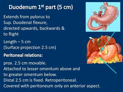 Anatomy Of Duodenum Duodenum Structure Ppt Of Duodenum Power Point