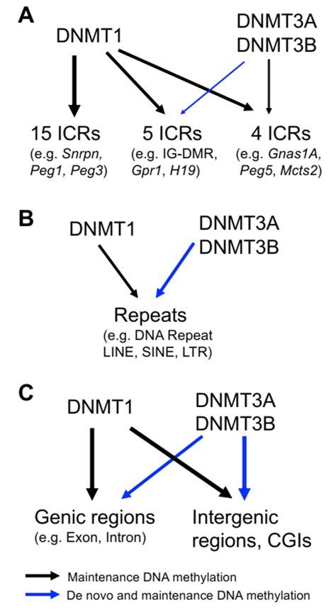 Scientists Discover New Mechanism Of De Novo And Maintenance Dna