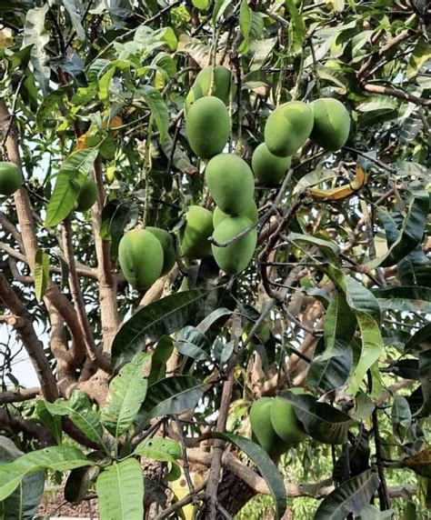 Kesar Mango Tree