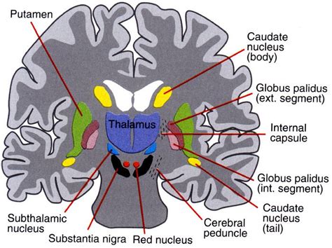 Clinical Motor And Cognitive Neurobehavioral Relationships In The Basal