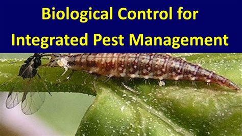 IPM Biological Control For Integrated Pest Management YouTube