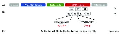 Schematic Structure Of Tau Isoforms A Tau Protein Can Be Divided In