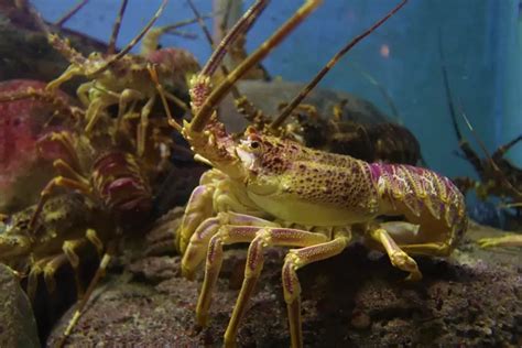 Indonesia Dan Vietnam Jalin Kerjasama Budidaya Lobster Apa Saja