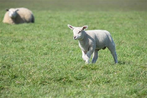 Lamb | Free Photo - rawpixel
