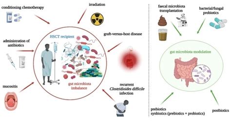 Cancers Free Full Text Gut Microbiome Modulation And Faecal