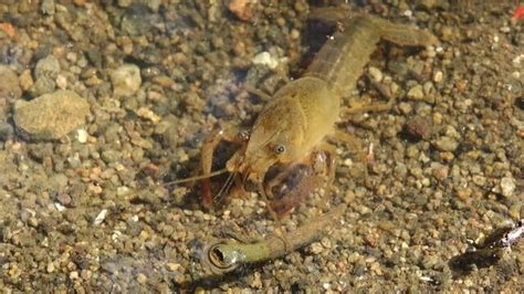 Crawdad Images – Browse 99,121 Stock Photos, Vectors, and Video | Adobe ...