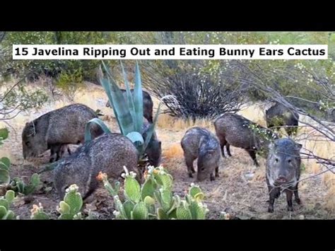 Javelina Eating Bunny Ears Cactus Youtube