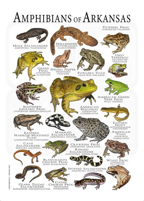 Amphibians Of Arkansas Poster Print