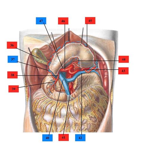 Upper Abdominal Vessels Diagram Quizlet