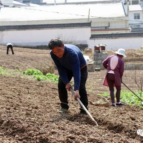 正阳镇：党建引领乡村振兴 万象“耕”新播撒希望生产药材申家坪