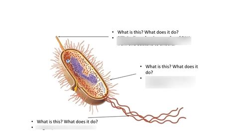 Chapter 4 Review Functional Anatomy Of Prokaryotic Cells Diagram Quizlet