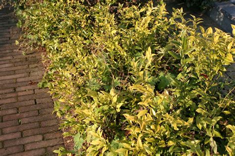 Sarcococca Hookeriana Var Humilis De Tuinen Van Appeltern