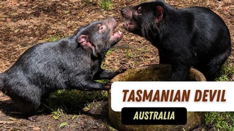 Tasmanian Devils Fighting Youtube