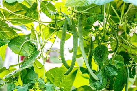 How Long Do Bush Beans Take To Germinate Storables