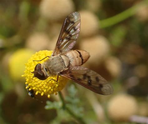 Neodiplocampta From South Mountain Village Phoenix Az Usa On May