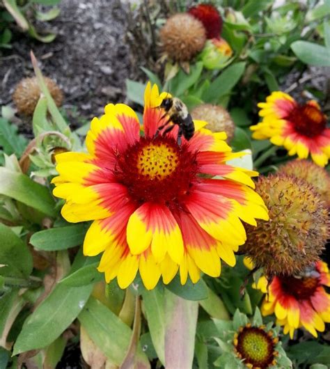 Bumble Bee In Flight Free Stock Photo Public Domain Pictures