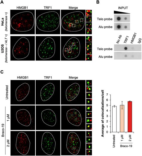 Hmgb Localizes At Telomeres A To Establish Whether Hmgb