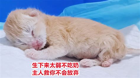 意外怀孕的母猫生下六只奶猫，最后生下的小六不知能否活下去 Youtube