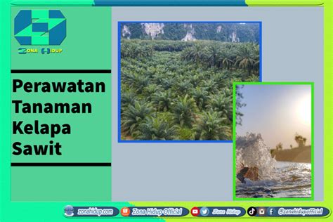 Perawatan Tanaman Kelapa Sawit ZONA HIDUP