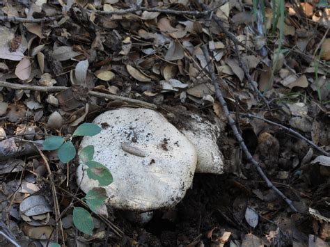 Barrow S Bolete From Riverside County CA USA On September 18 2022 By