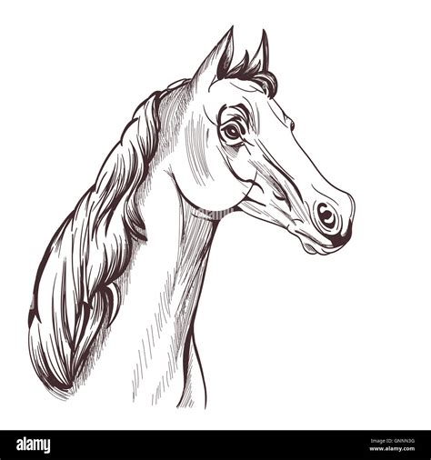 Horse Head Line Drawing High Resolution Stock Photography and Images ...