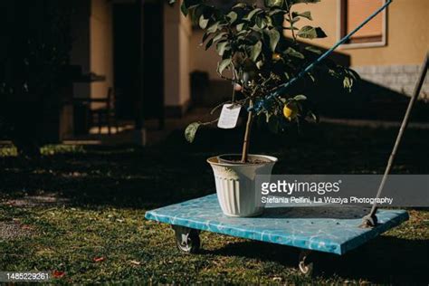 77 Patio Lemon Tree Stock Photos, High-Res Pictures, and Images - Getty ...