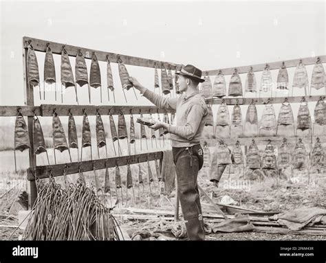 Spanish Trapper Hanging The Muskrat Skins Up To Dry After First Drying