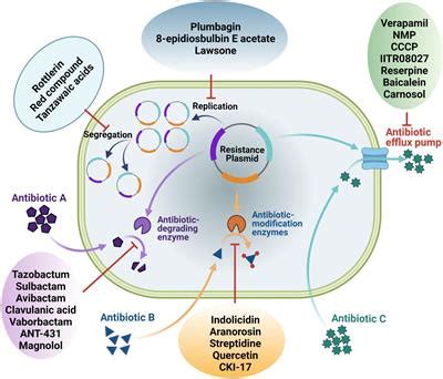 Frontiers Antibiotic Potentiators Against Multidrug Resistant