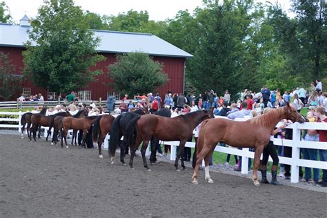 American Morgan Horse Association Ledyard Farms 8th Annual Open Barn