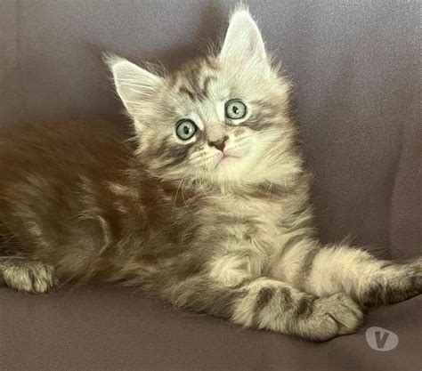 Adorable Chaton Maine coon mâle black silver blotched tabby Achat