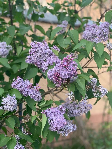 Цветочек 😍 | Plants, Garden