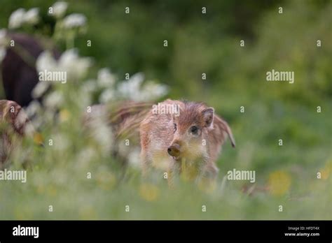 wild boar piglet Stock Photo - Alamy