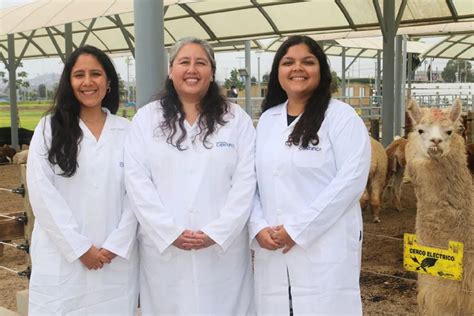 Una Vagina Artificial Revoluciona La Reproducci N De Alpacas El Invento Que Tres Cient Ficas